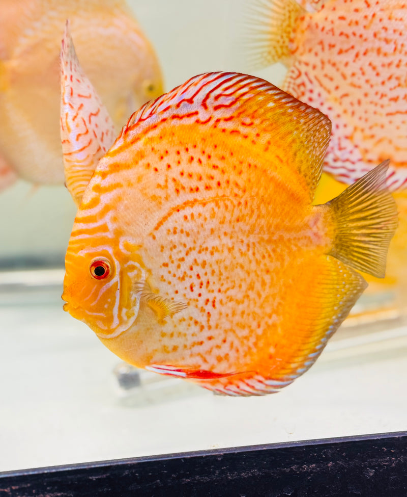 Golden Leopard Discus (Orange Base)