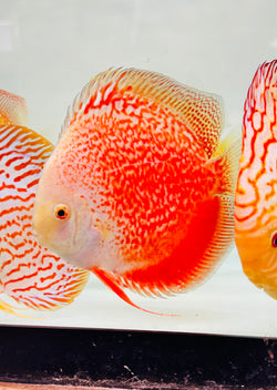 Snow Leopard Snakeskin Discus