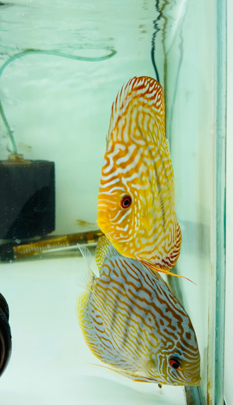 Blue Flora X Altum Flora Discus Potential Pair