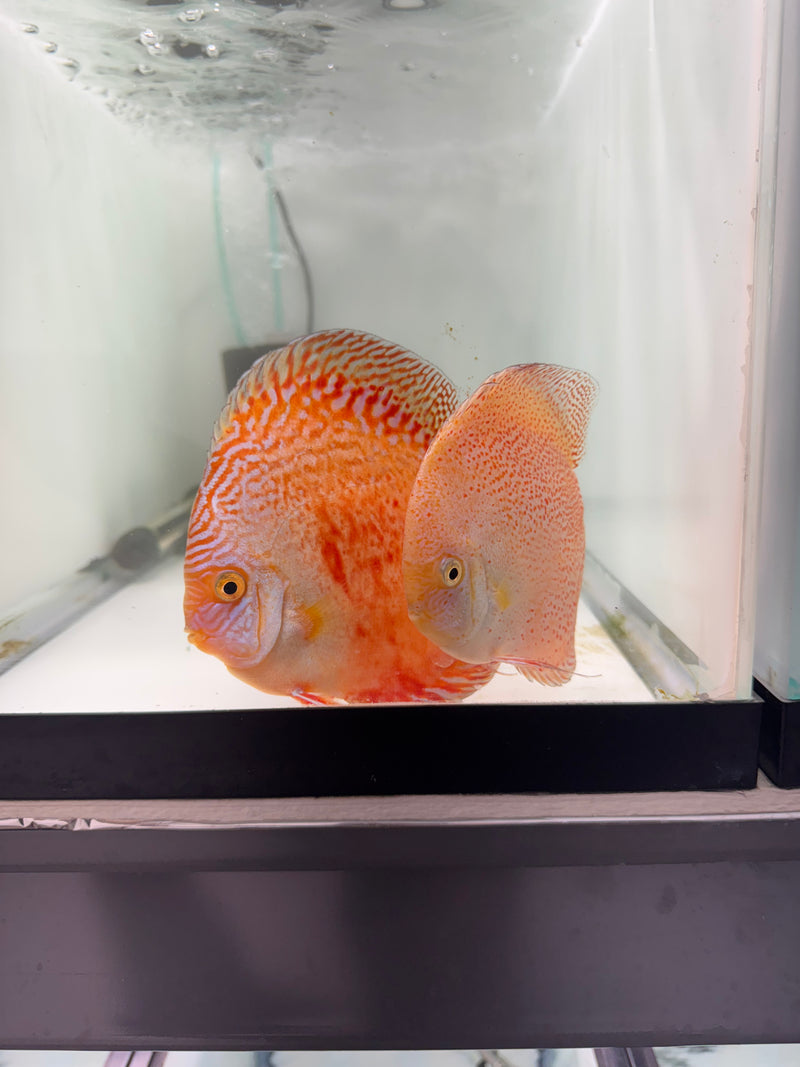 Moonstone X Snow Panthera Discus Potential Pair