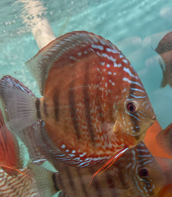 F3 Red Catana Discus (Ricky Lim)