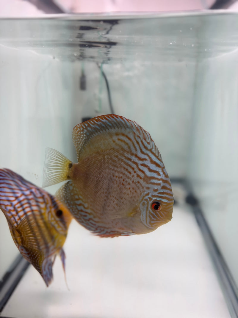 Blue Wild Cross X Spotted Green Turquoise Discus Potential Pair