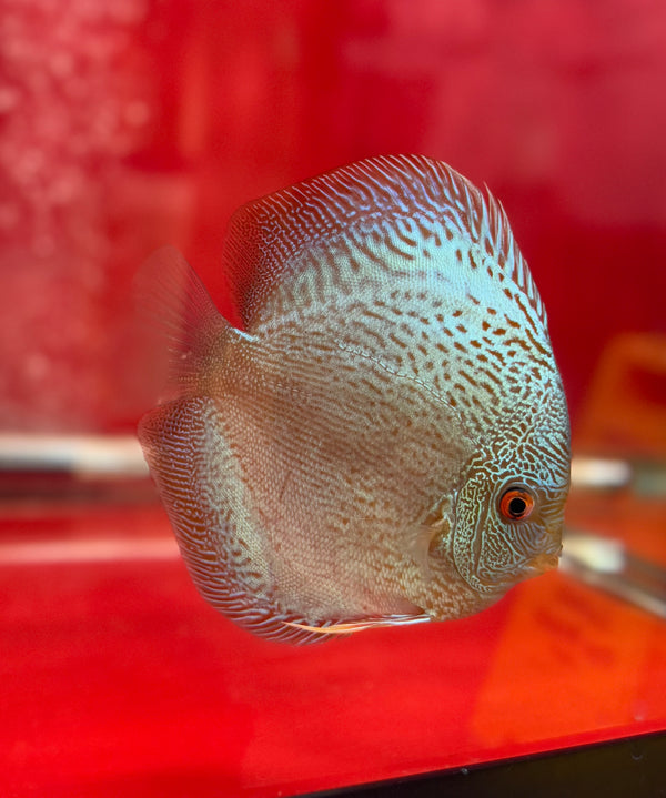 Blue Scorpion Discus Potential Pair