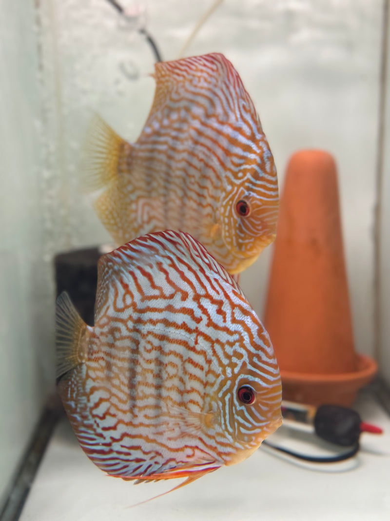 Red Turquoise X Altum Flora Discus Proven Pair