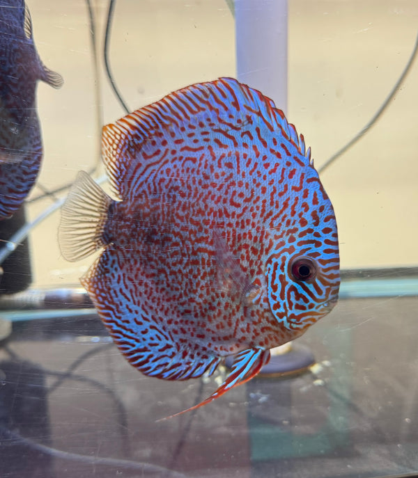 King Viper Discus Potential Pair