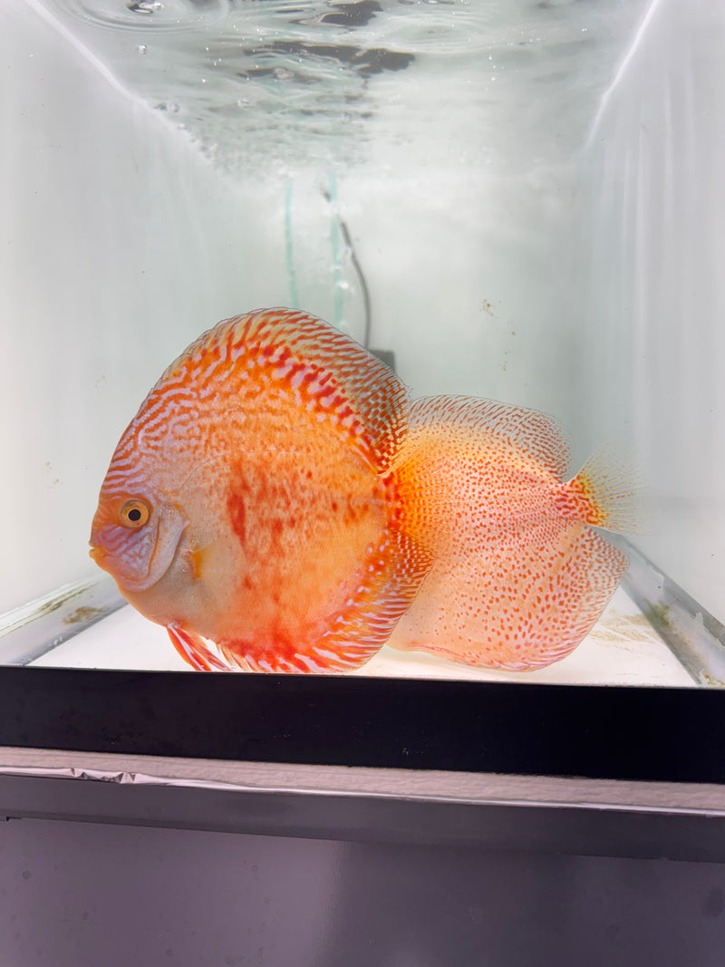 Moonstone X Snow Panthera Discus Proven Pair