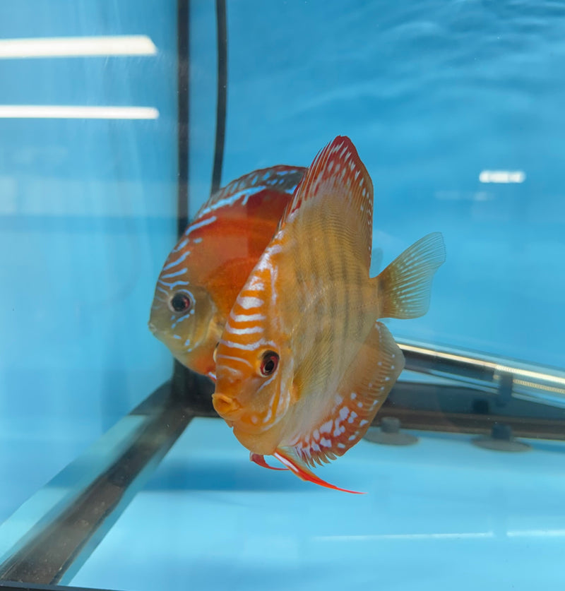 Red Curipera X Curipera Discus Potential Pair