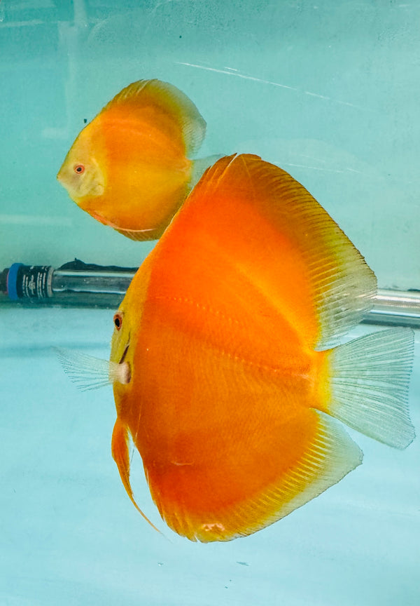 Golden Knight Discus Potential Pair