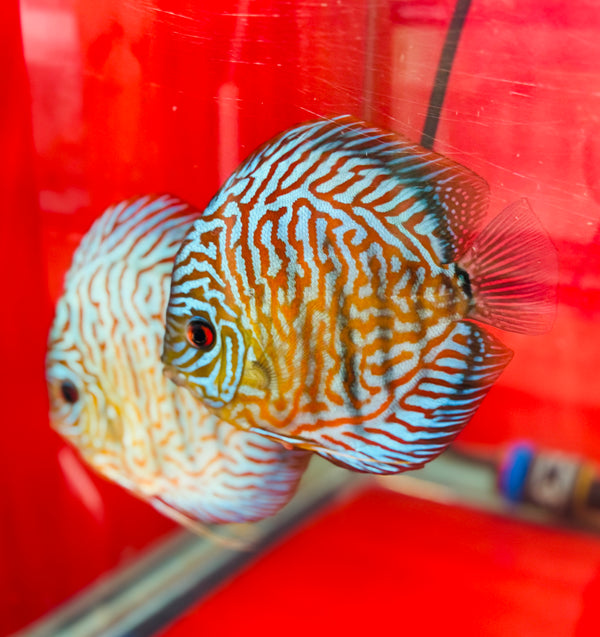 Blue Tiger Carnation Discus Potential Pair