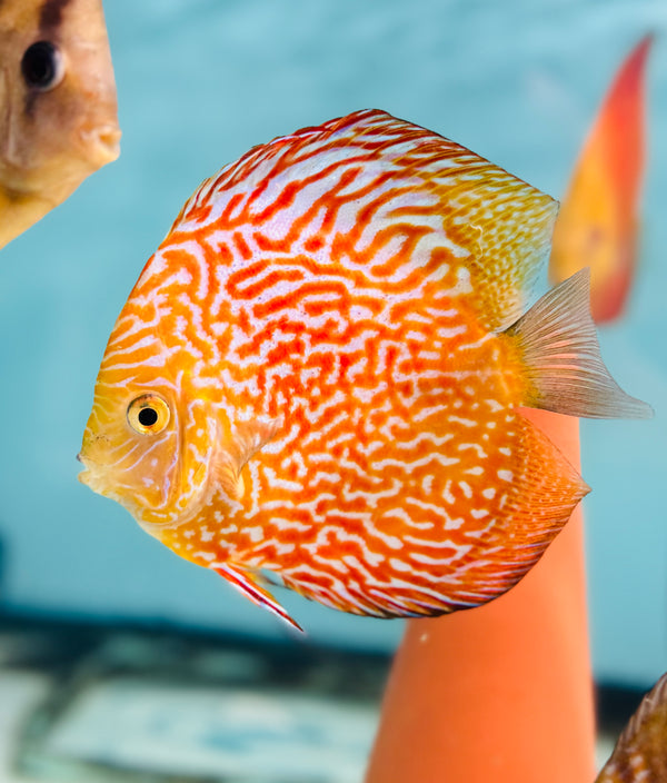 Striped Gold Pigeon Discus