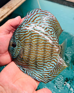 Altum Flora Discus(Tony Tan/IP Discus)