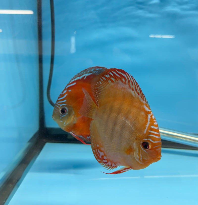Red Curipera X Curipera Discus Potential Pair