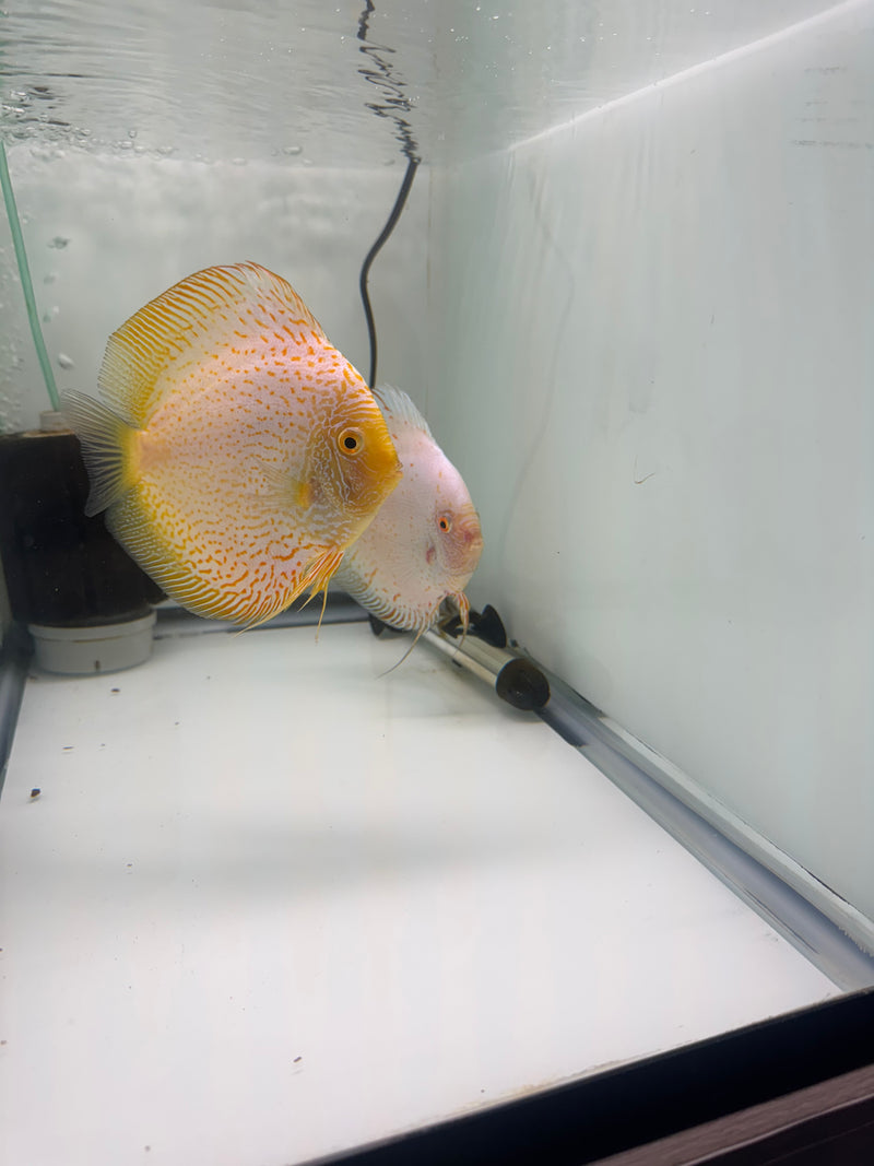 White Scorpion X Golden Spotted Discus Potential Pair