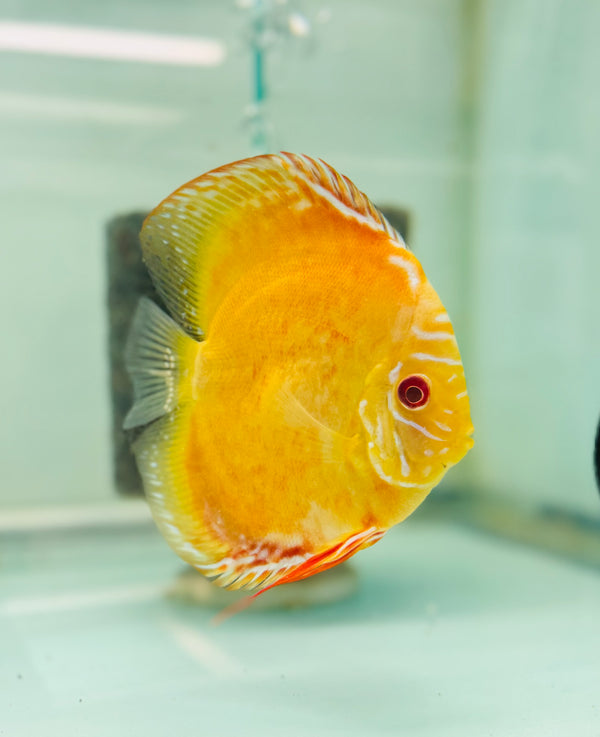 Albino Crystal Discus