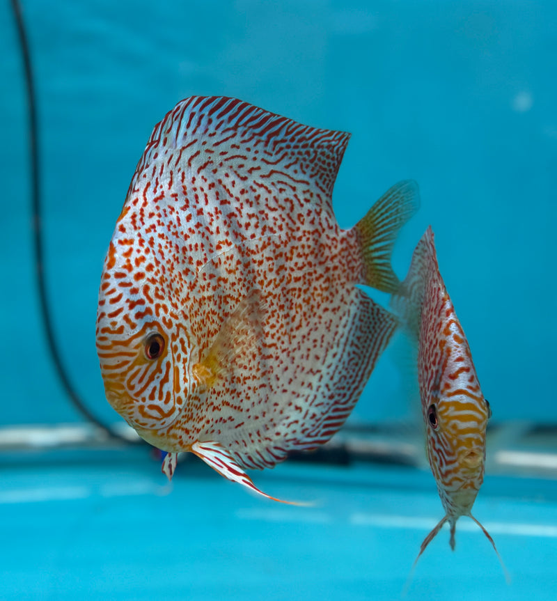 Panthera Discus Potential Pair