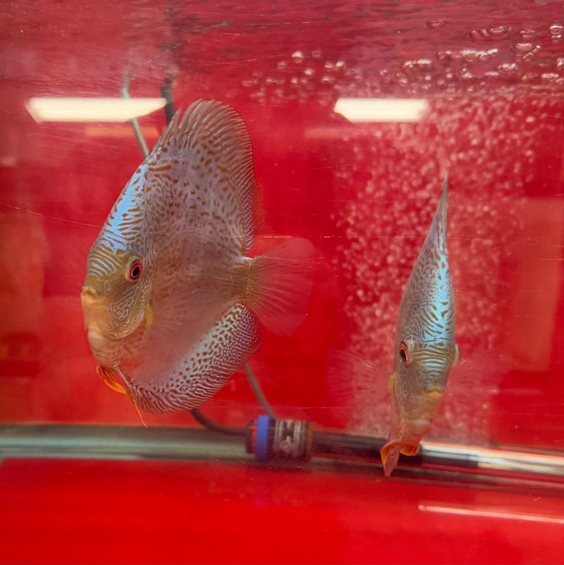 Blue Scorpion Discus Potential Pair