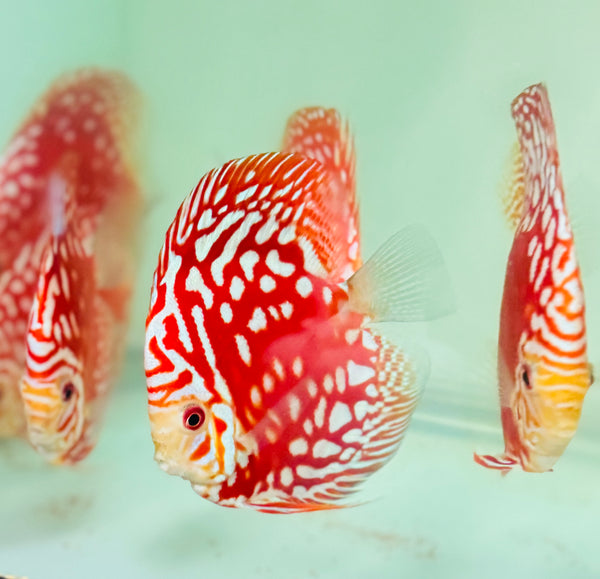 Super Red Rafflesia Discus