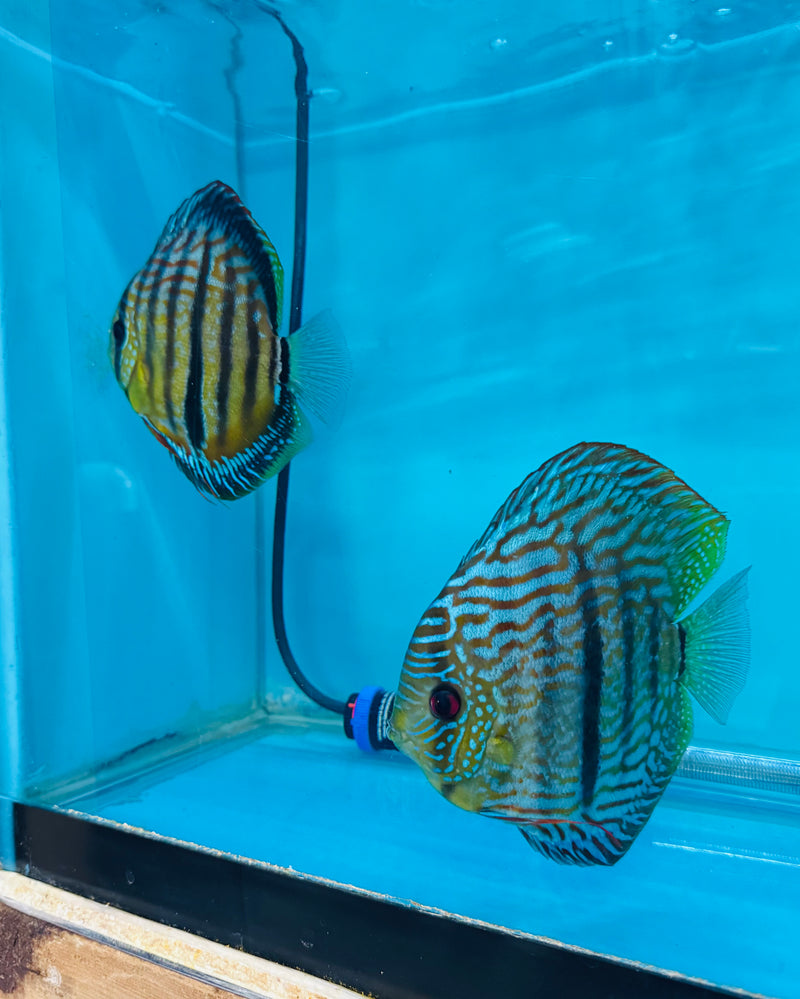 Blue Moon Heckel X Ica Heckel Discus Potential Pair