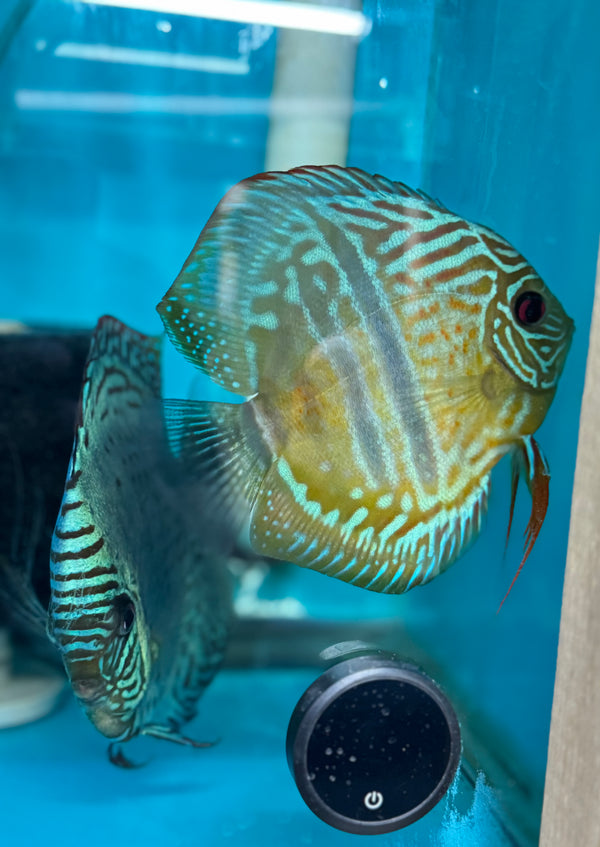 Green Nhamunda X Ica Heckel Discus Potential Pair