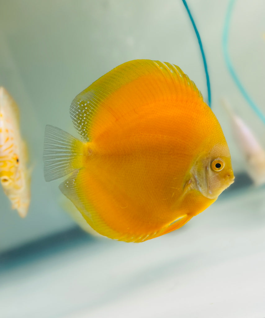 Royal Golden Diamond Discus