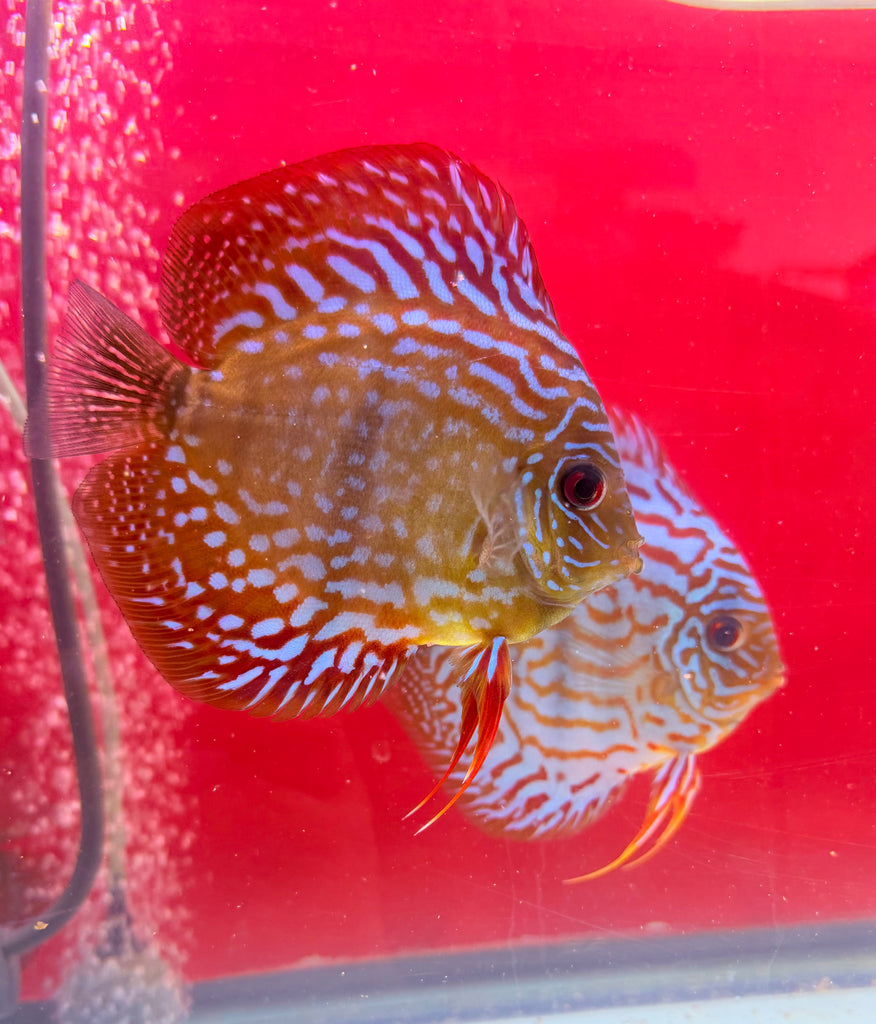 Blue Moon X Blue Moon Discus Potential Pair