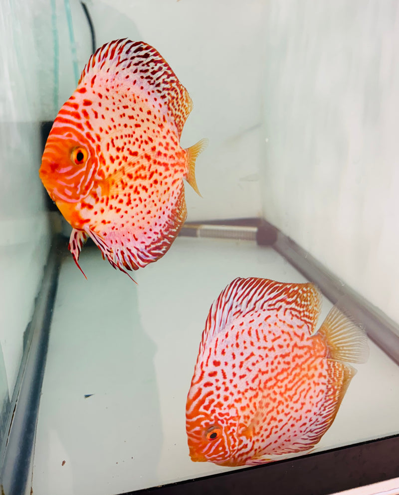 White Leopard Discus Potential Pair