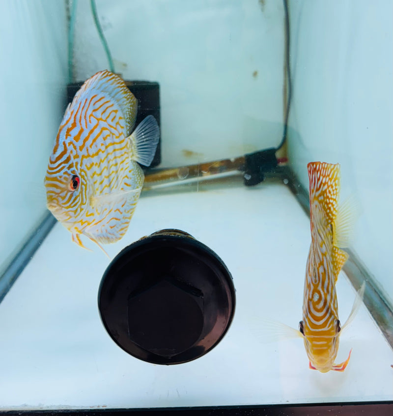 Blue Flora X Altum Flora Discus Potential Pair