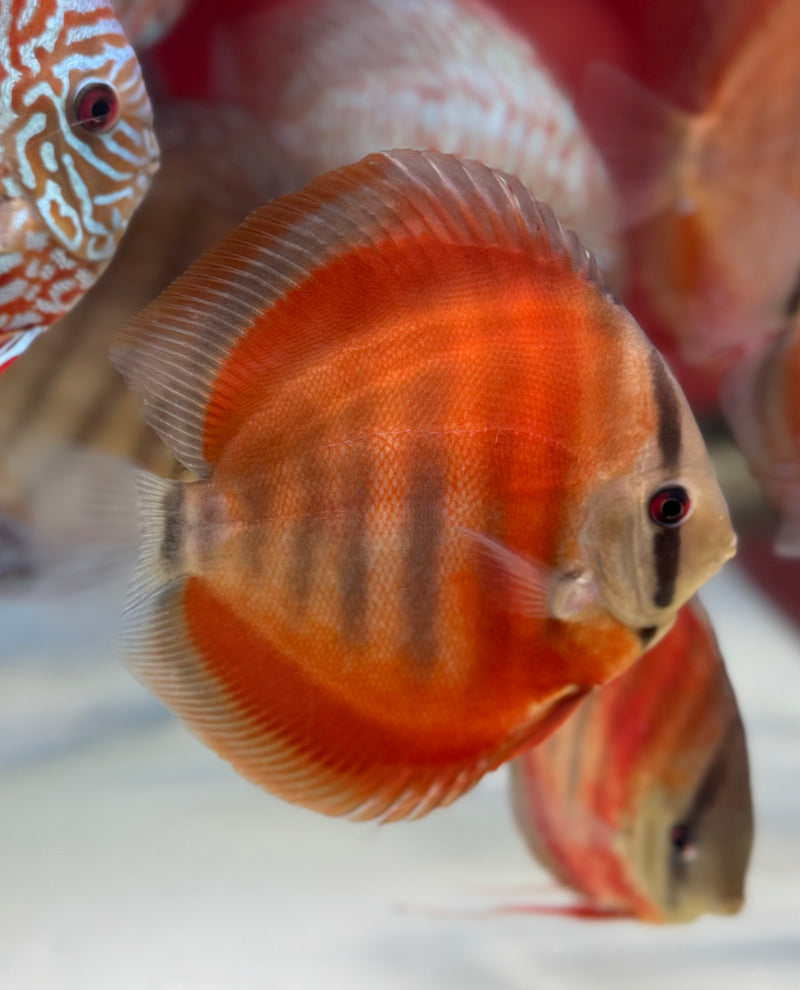 Rose Royalty Discus (Ricky Lim)