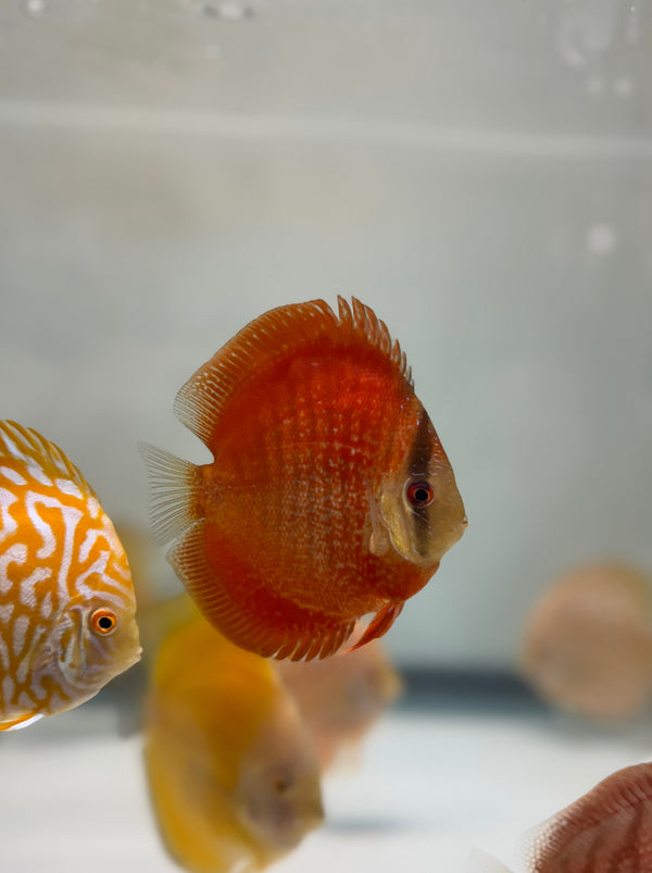 Majestic Red Star Snakeskin Discus