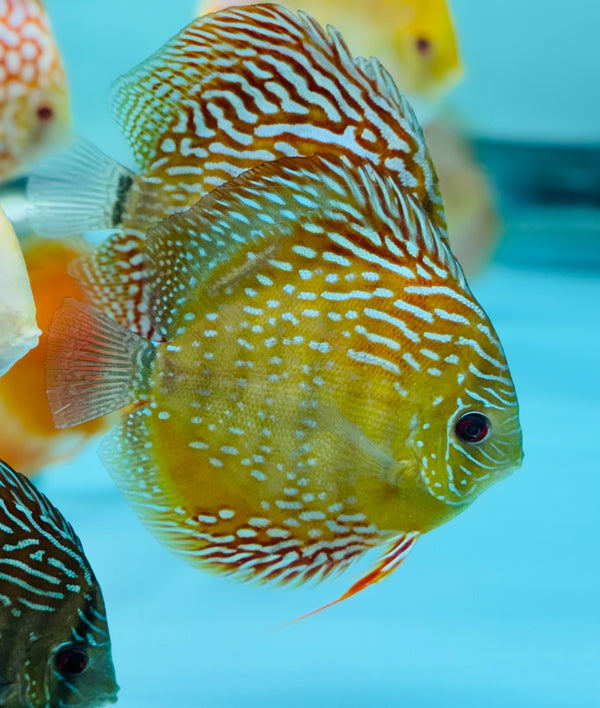 Royal Flora Discus (Wild Cross)