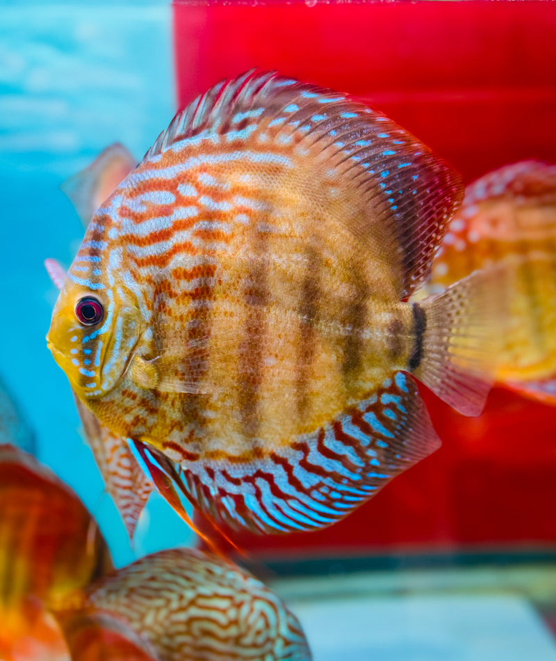 Blue Alpha Alenquer Discus(Ricky Lim)