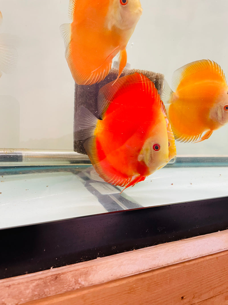 Red Scarlet Discus