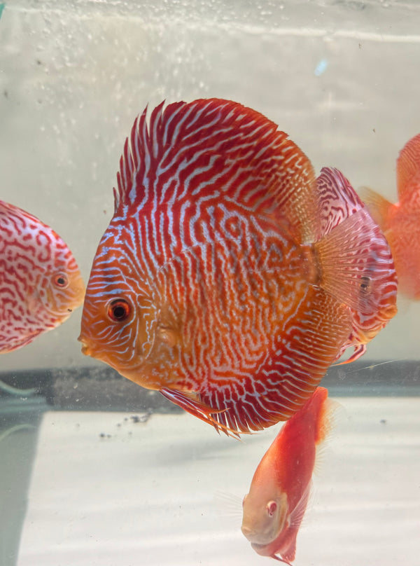 Super Bamboo Cobra Discus