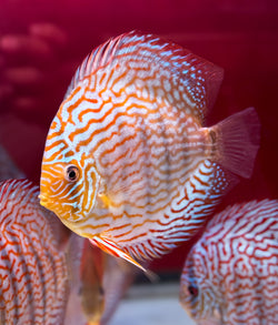 Altum Carnation Discus(Ricky Lim)