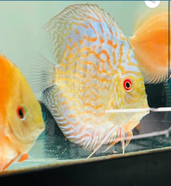 High Grade Discus B Grade Discus – Myrtle Beach Discus