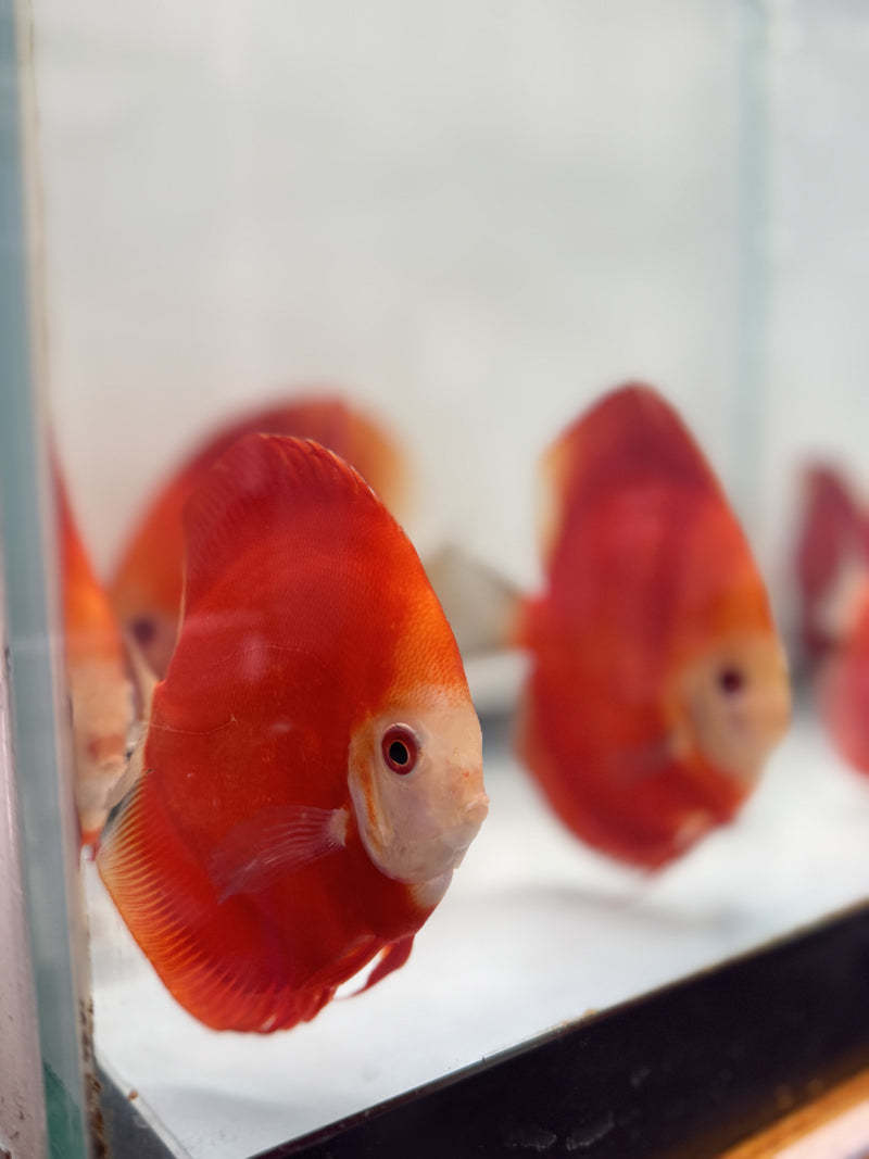 Royal Ruby Red Discus