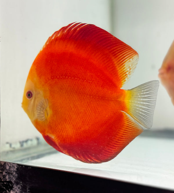 Red Golden Diamond Discus