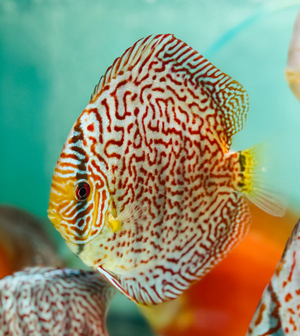 Panthera Discus