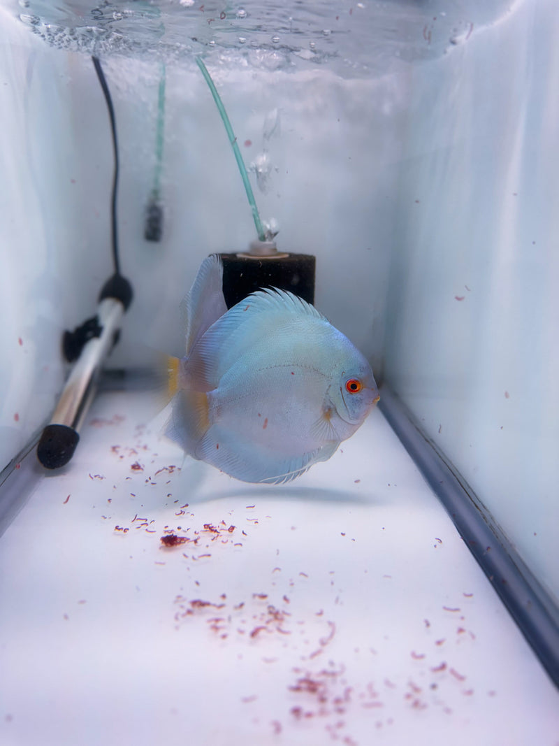 Blue Diamond Discus Potential Pair