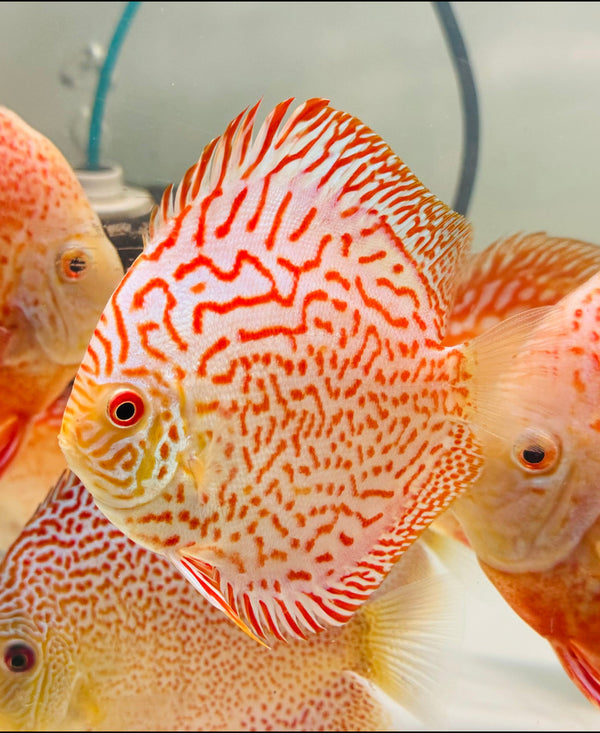 White Leopard Discus