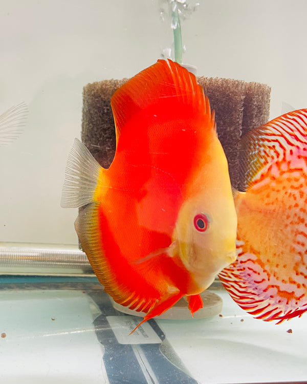 Red Scarlet Discus