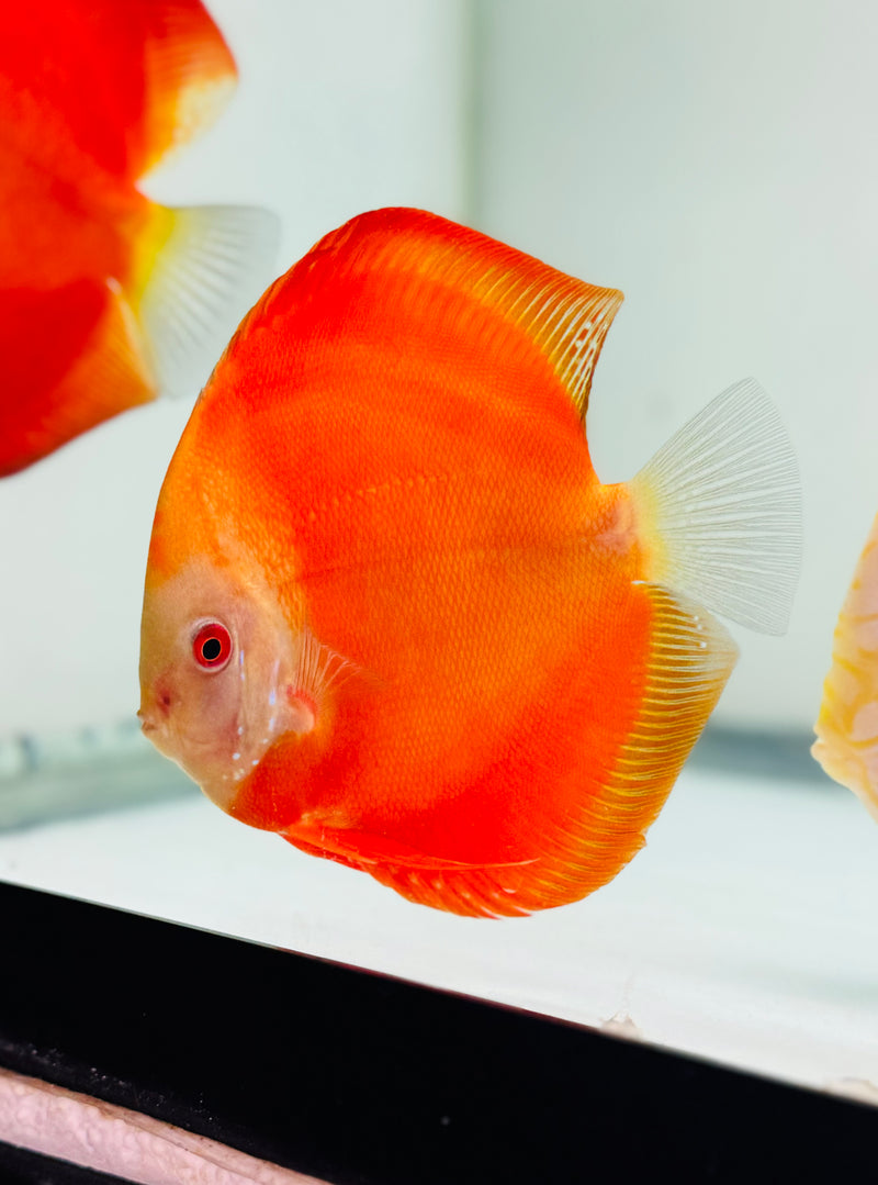 Red Golden Diamond Discus