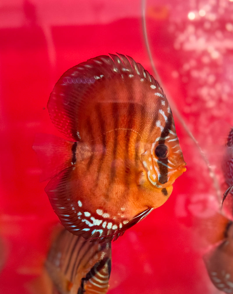 F1 Red Cuipeau Discus