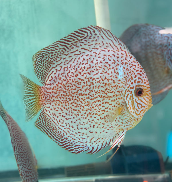 Panthera Discus