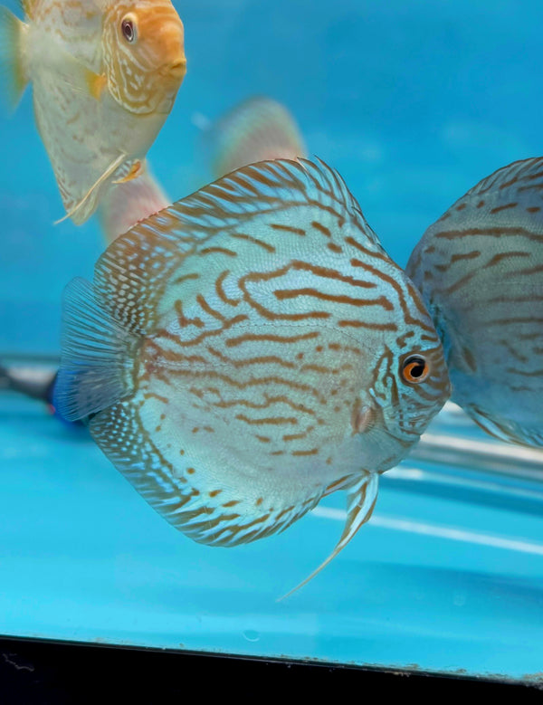 Royal Blue Discus