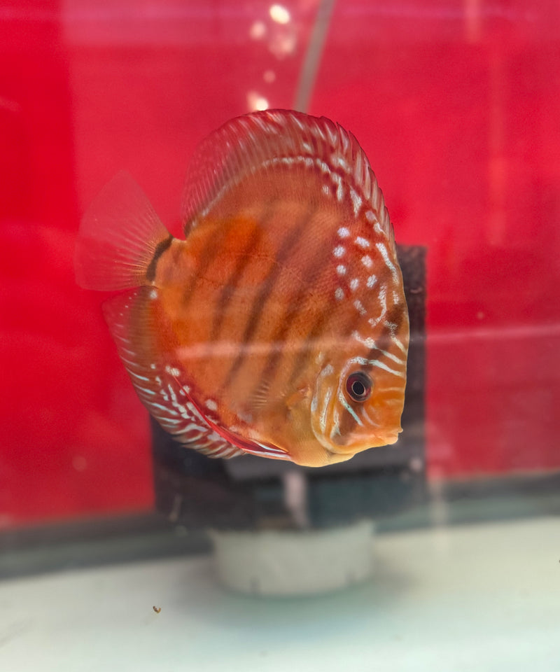 F1 Red Cuipeau Discus