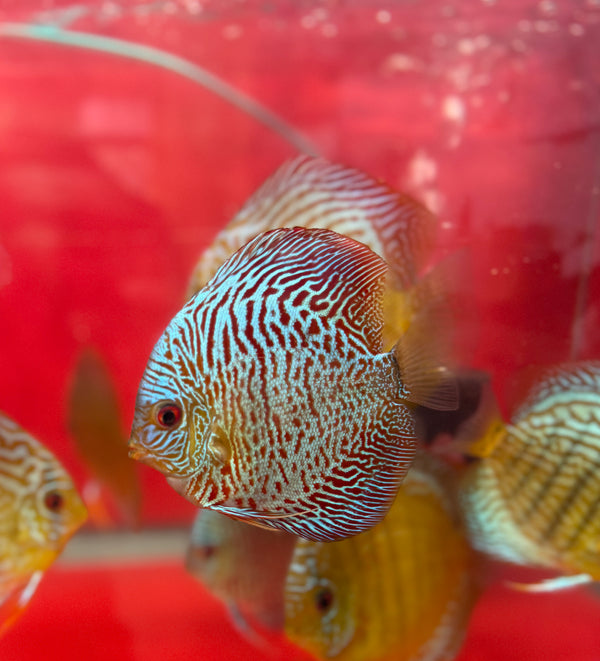 Metallic Blue Bamboo Cobra Discus