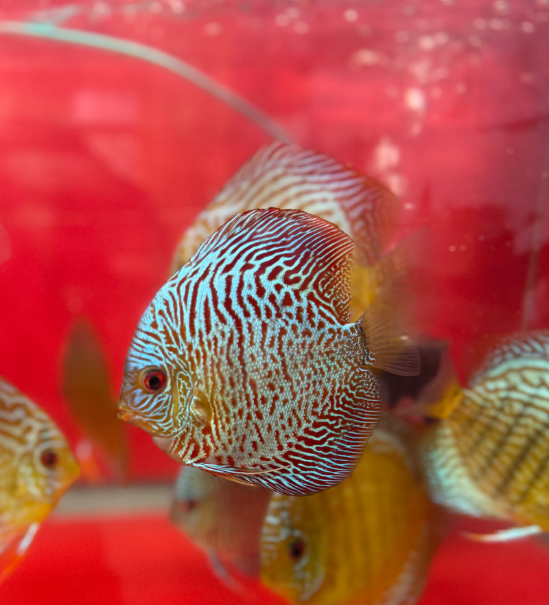 Metallic Blue Bamboo Cobra Discus