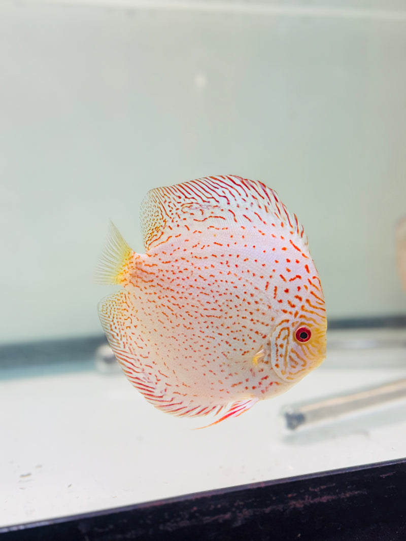 Golden Leopard Discus