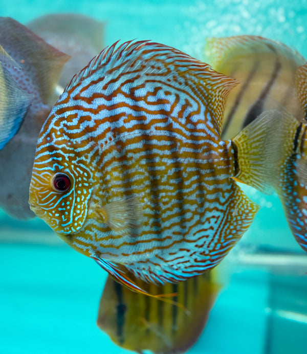 Royal Flora Discus(Tony Tan/IP Discus)